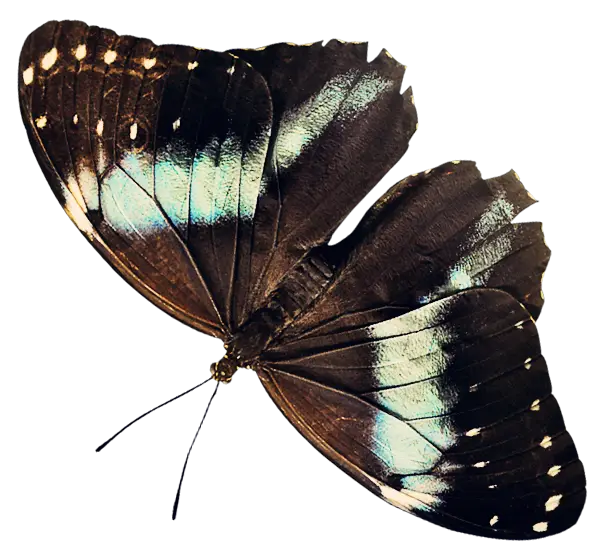 Dark Iridescent Butterfly Illustration