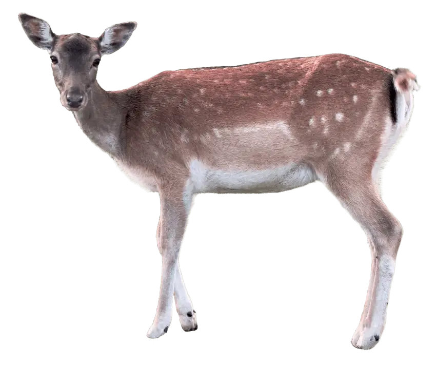 Spotted Deer in Natural Pose