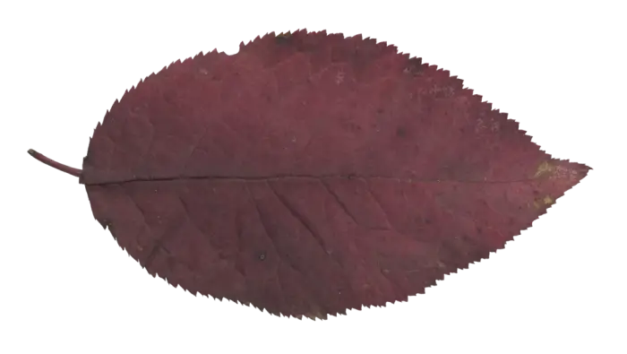 Brown Dry Leaf Illustration