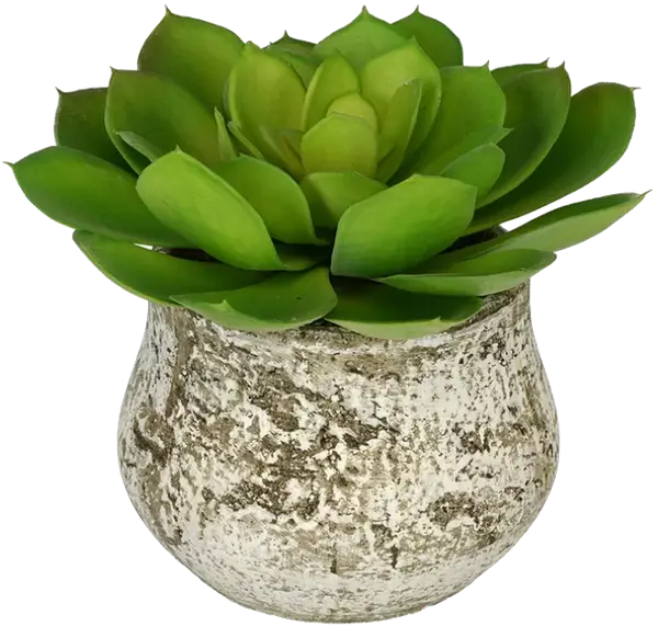 Green Succulent in Rustic Pot