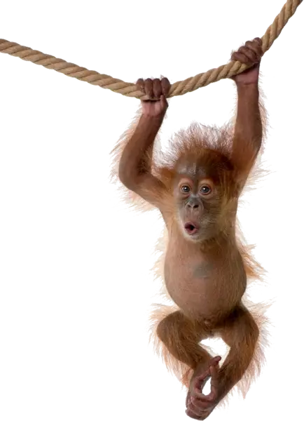 Adorable Baby Orangutan Hanging on Rope