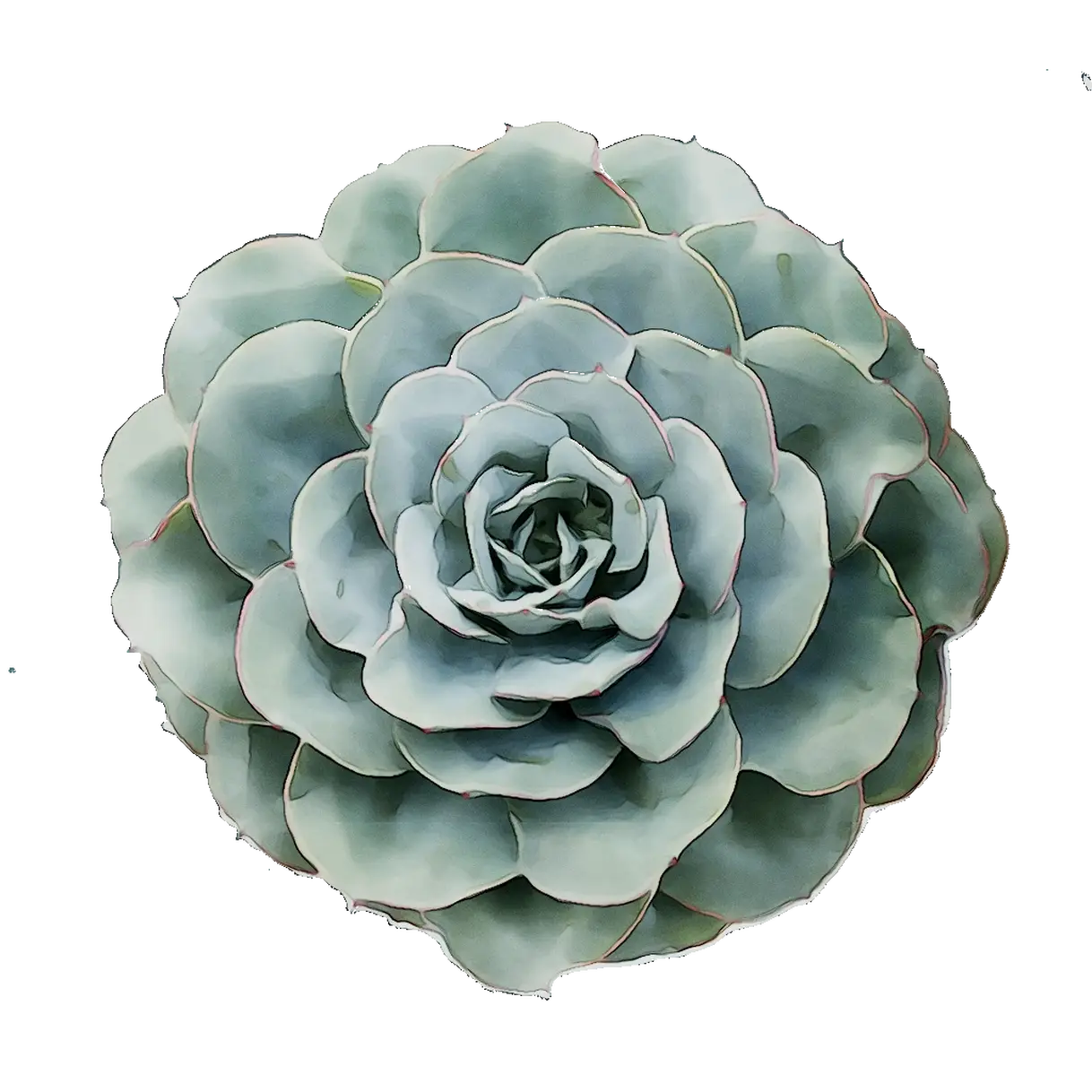 Beautiful Rosette-Shaped Succulent Plant
