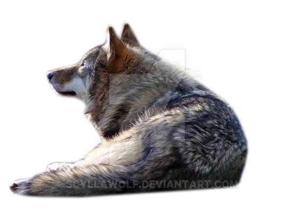 Resting Wolf in Nature