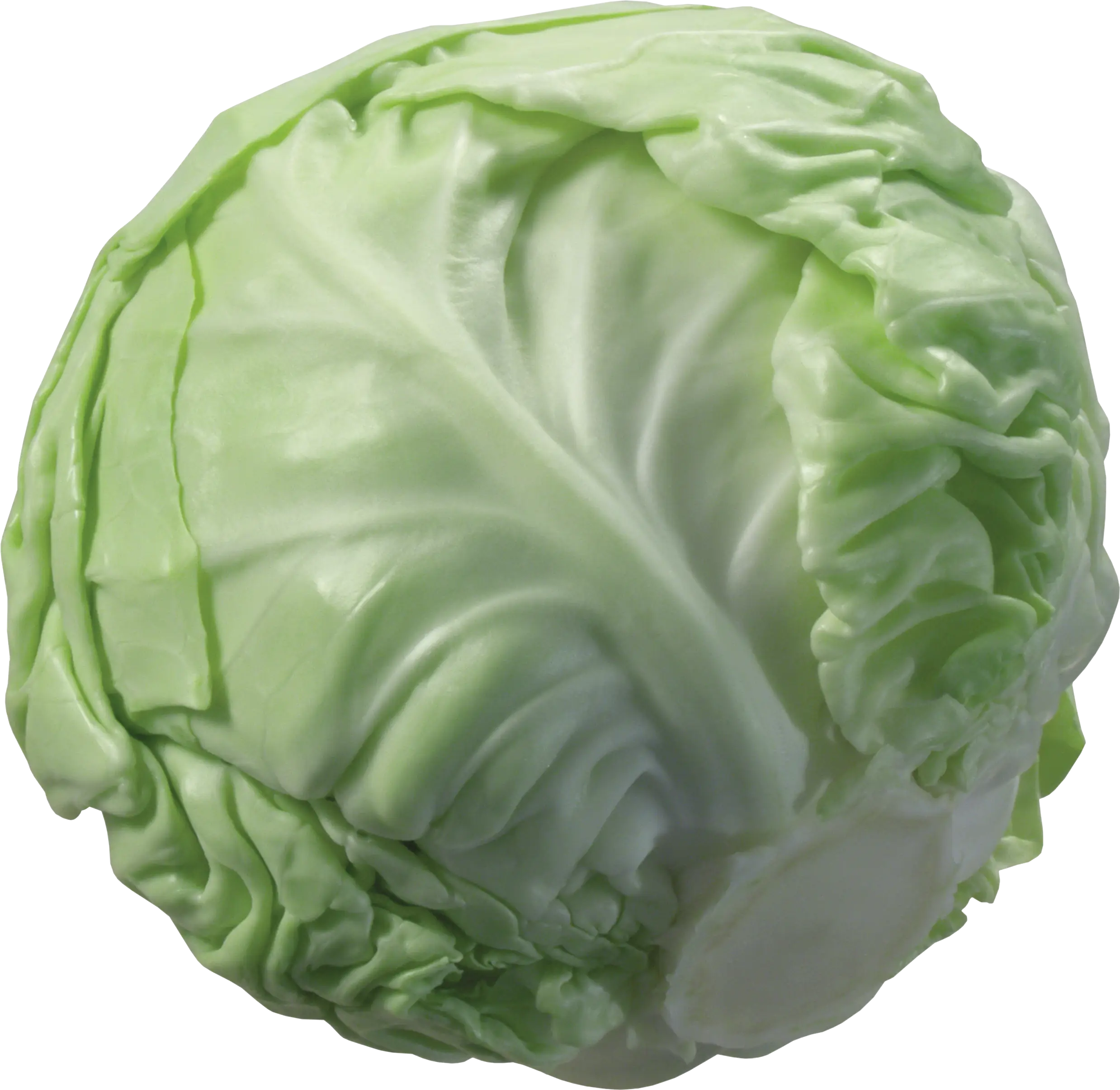 Fresh Green Cabbage for Cooking
