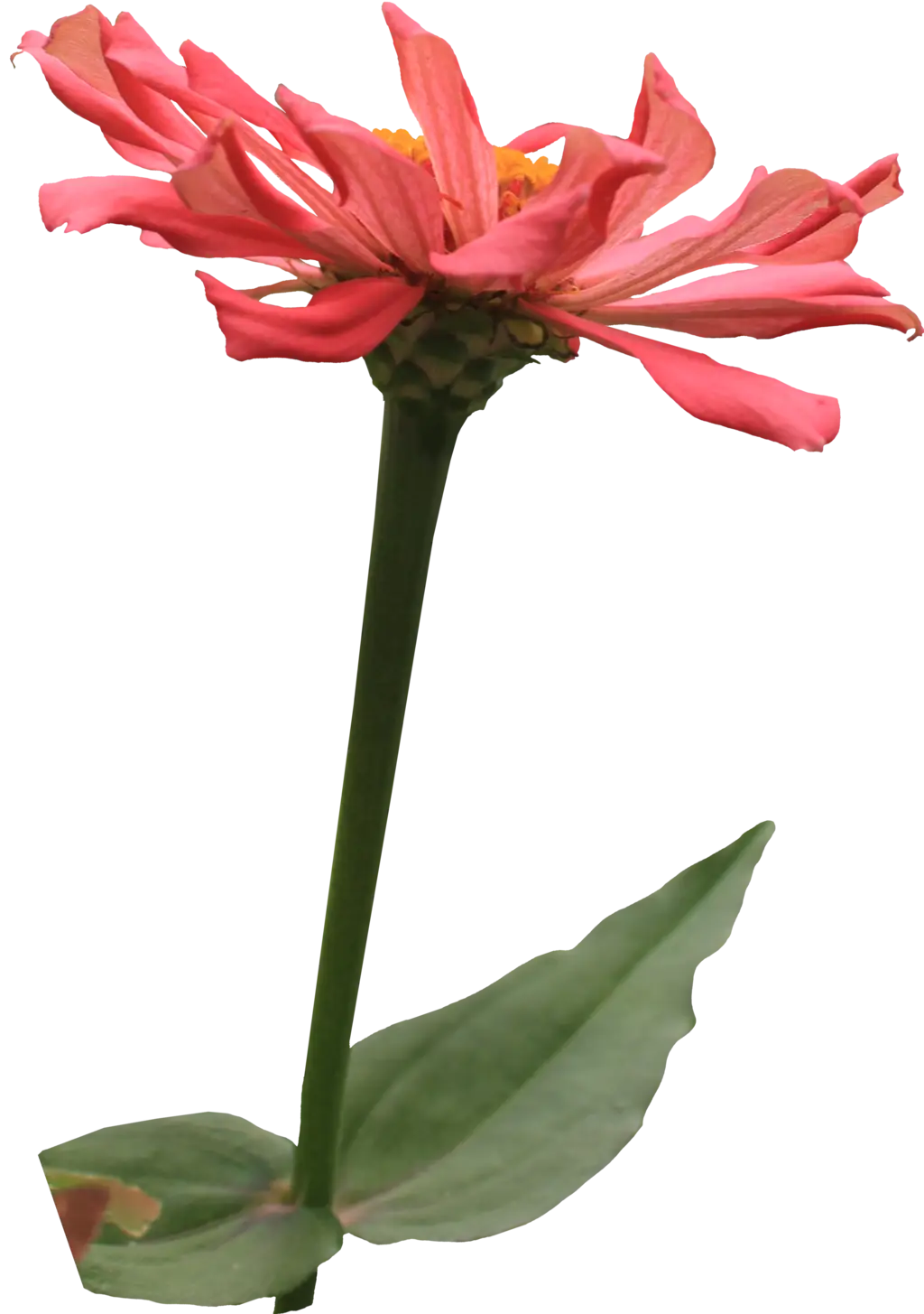 Pink Flower with Green Stem Illustration
