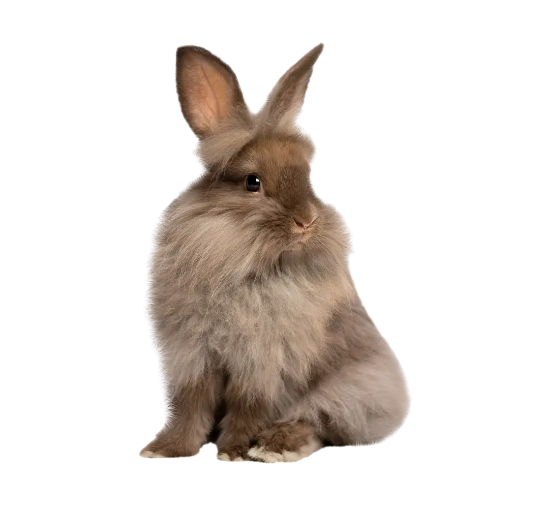 Fluffy Brown Rabbit with Long Fur