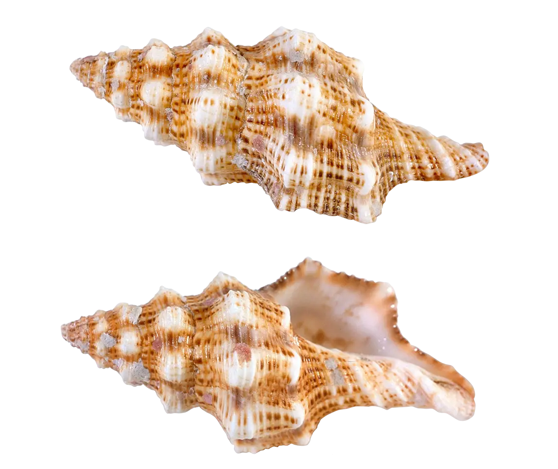 Realistic Conch Seashells