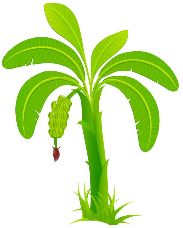 Green Banana Tree