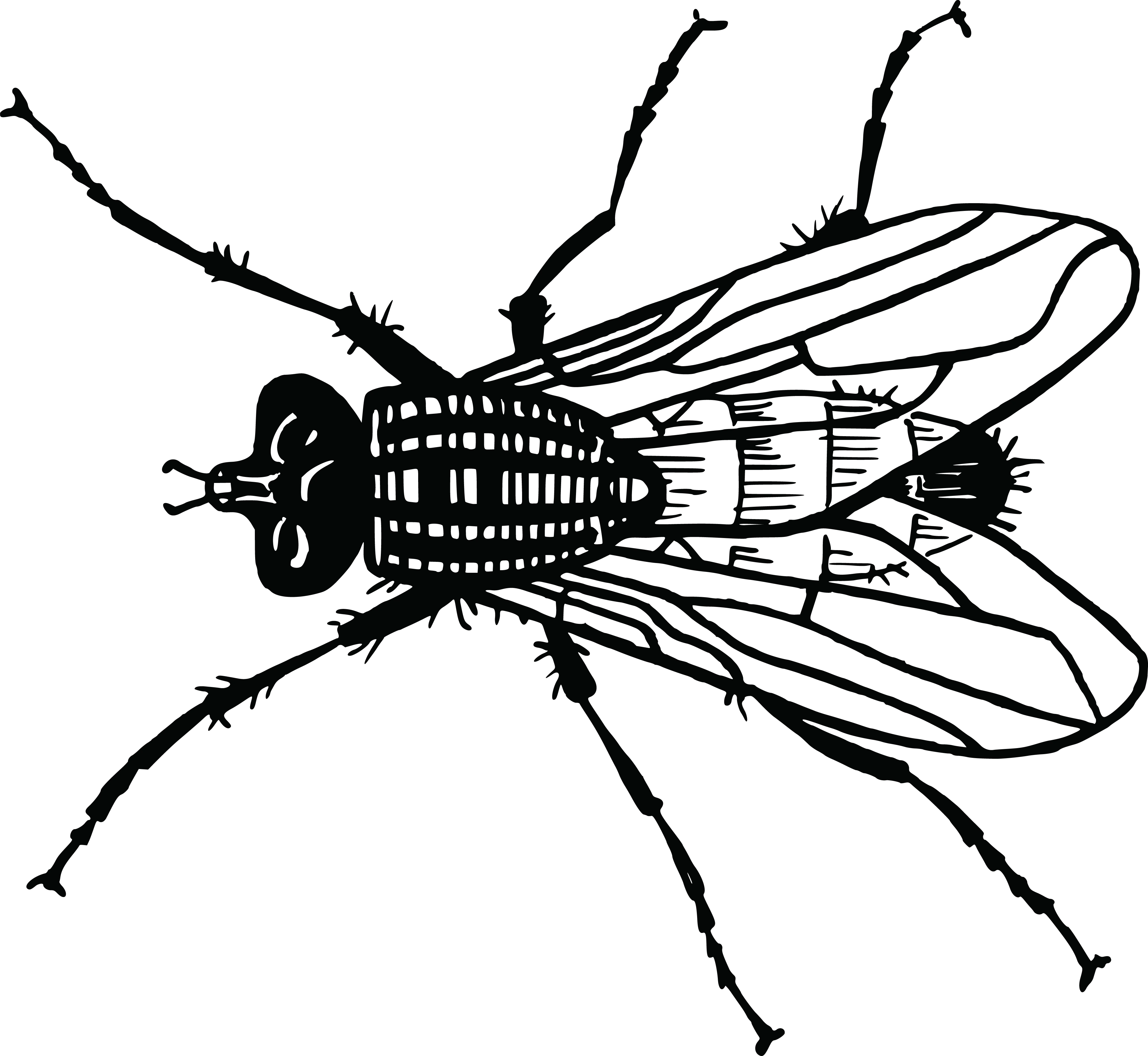 Black Fly Illustration in Vector Style