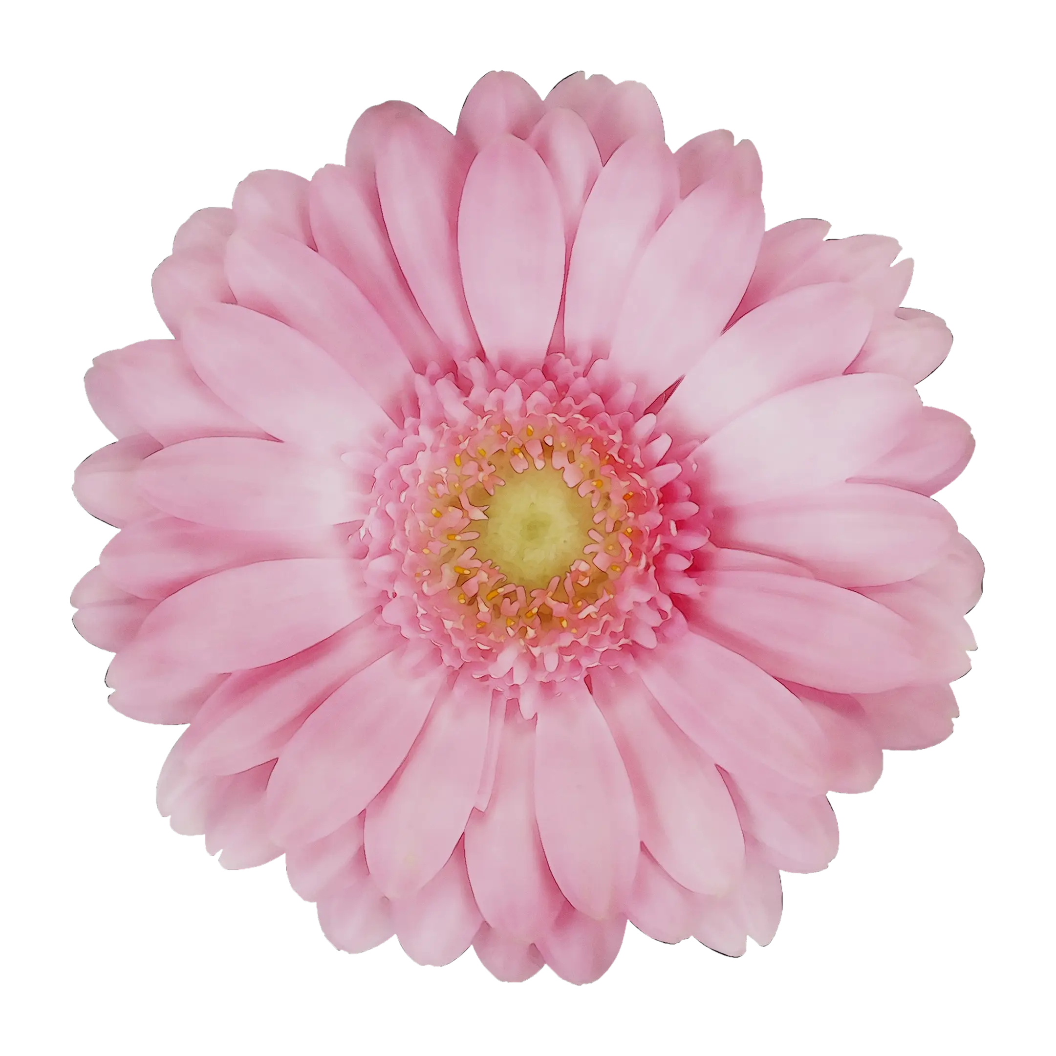 Pink Flower with Beautiful Layers
