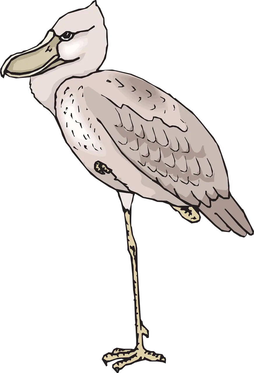 Shoebill Bird Illustration in Styled Sketch