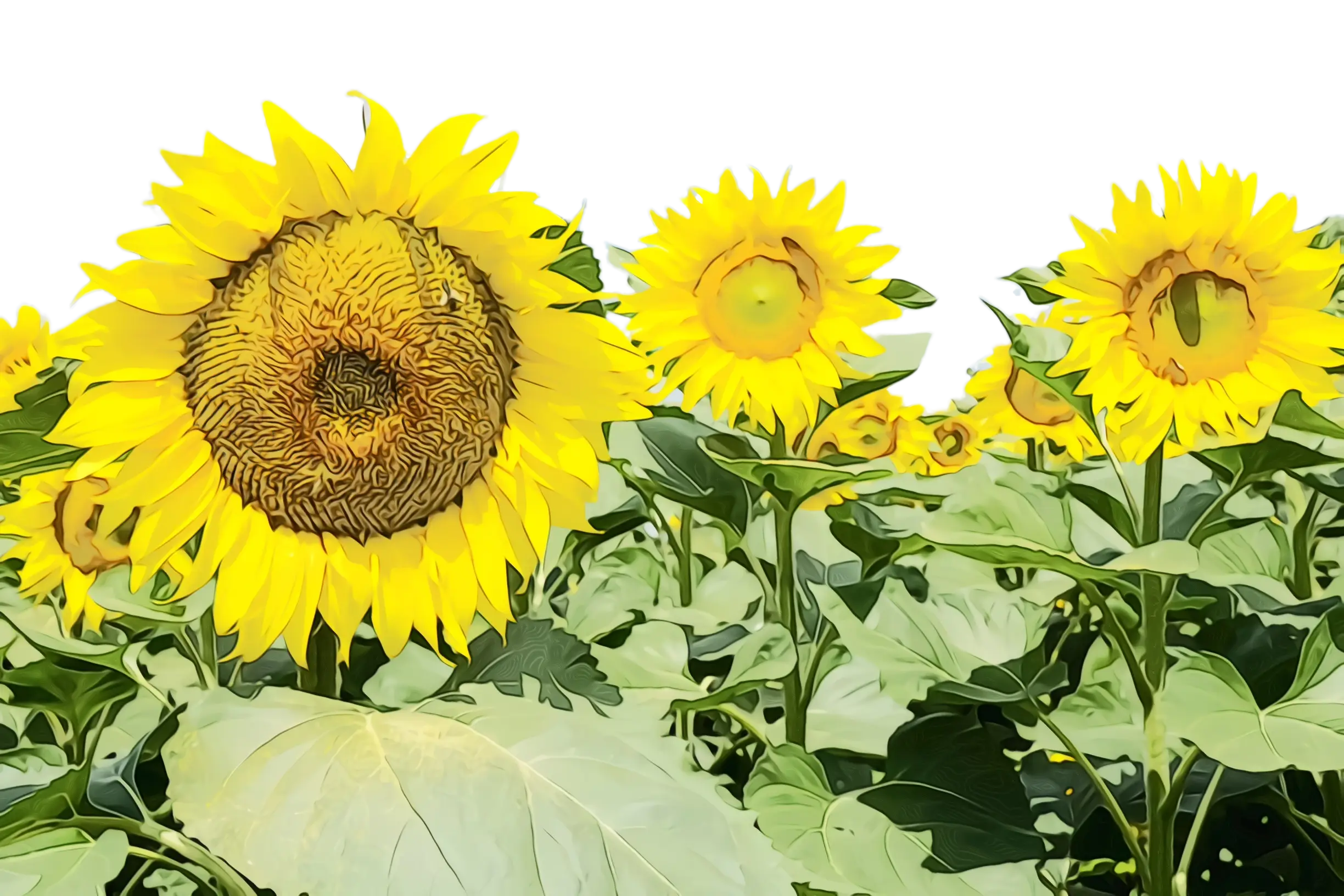 Sunny Field of Vibrant Yellow Sunflowers