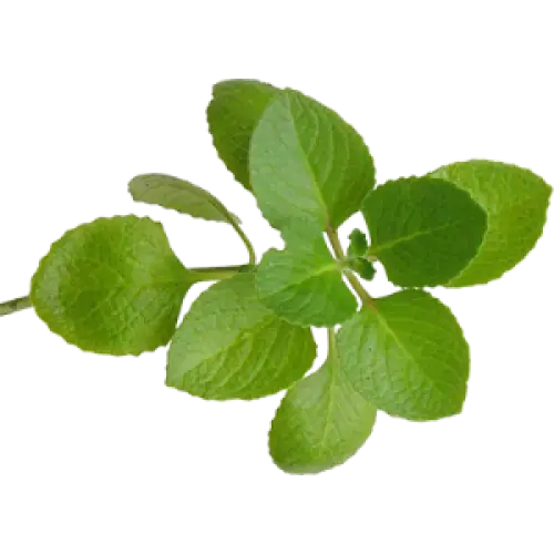 Fresh Green Oregano Leaves