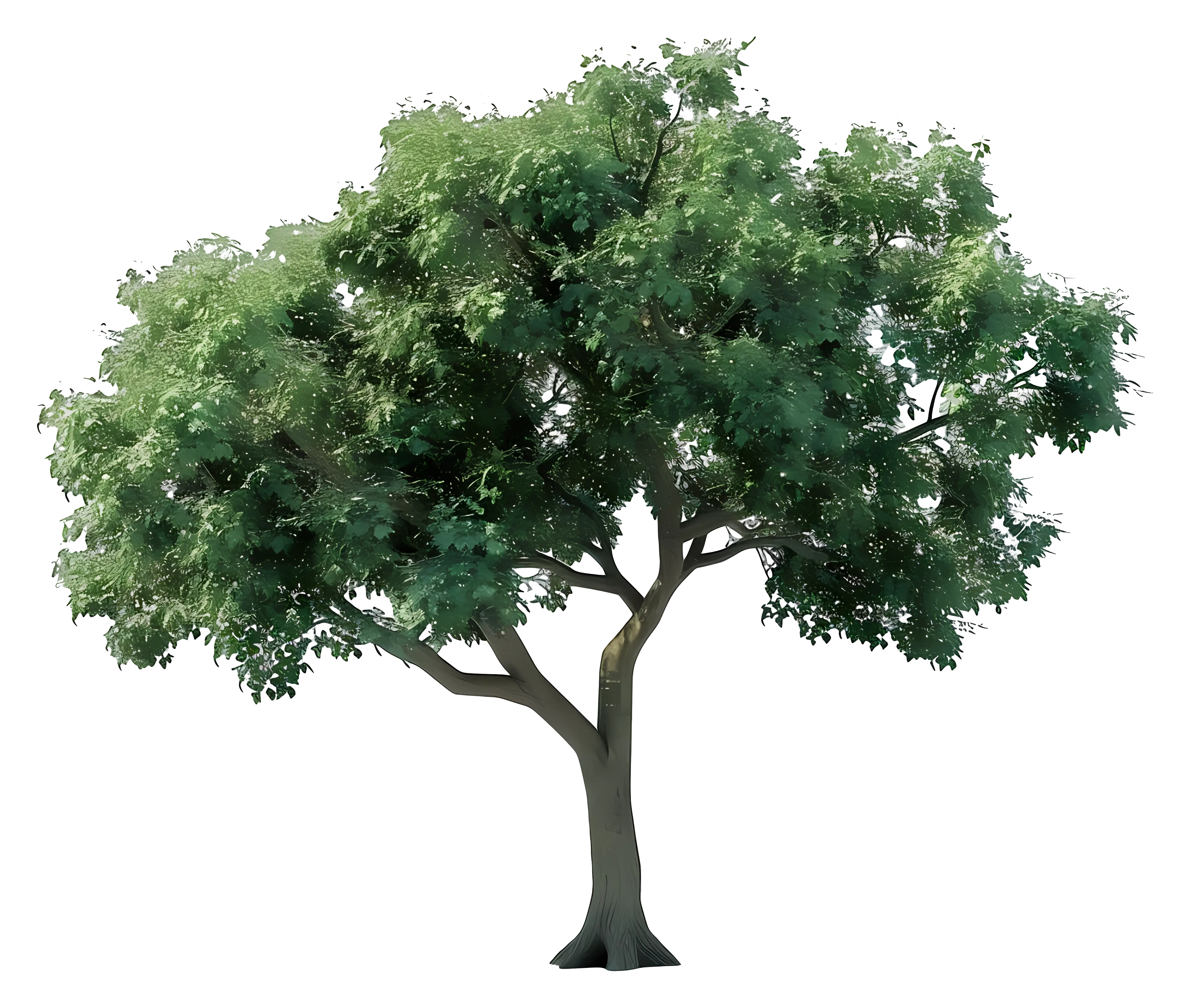 Lush Green Tree with Trunk