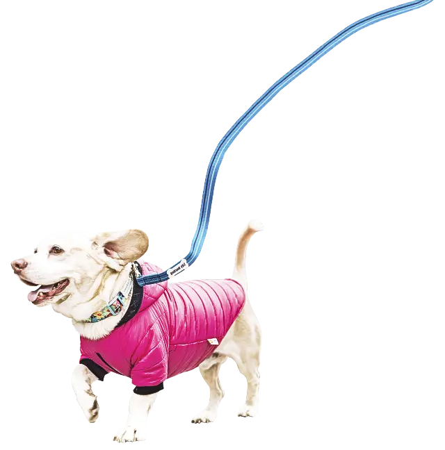 Dog in Pink Coat on a Leash