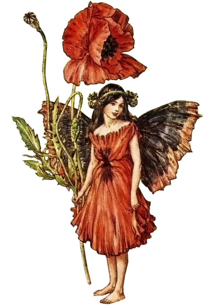Poppy Flower Fairy Vintage Illustration