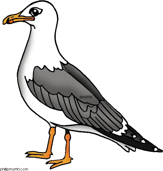 Graceful Seagull by the Shore