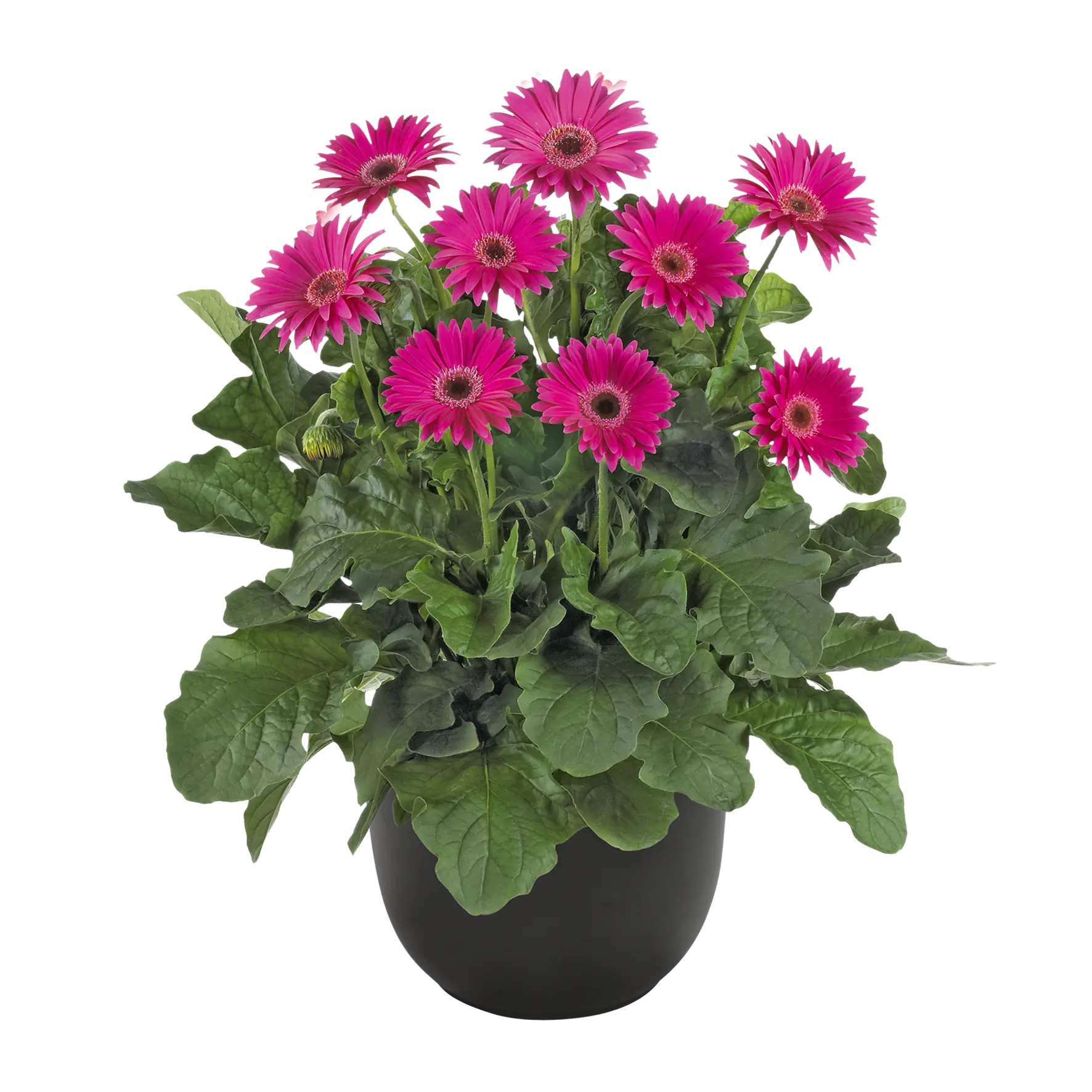 Pink Gerbera Daisy in Black Pot