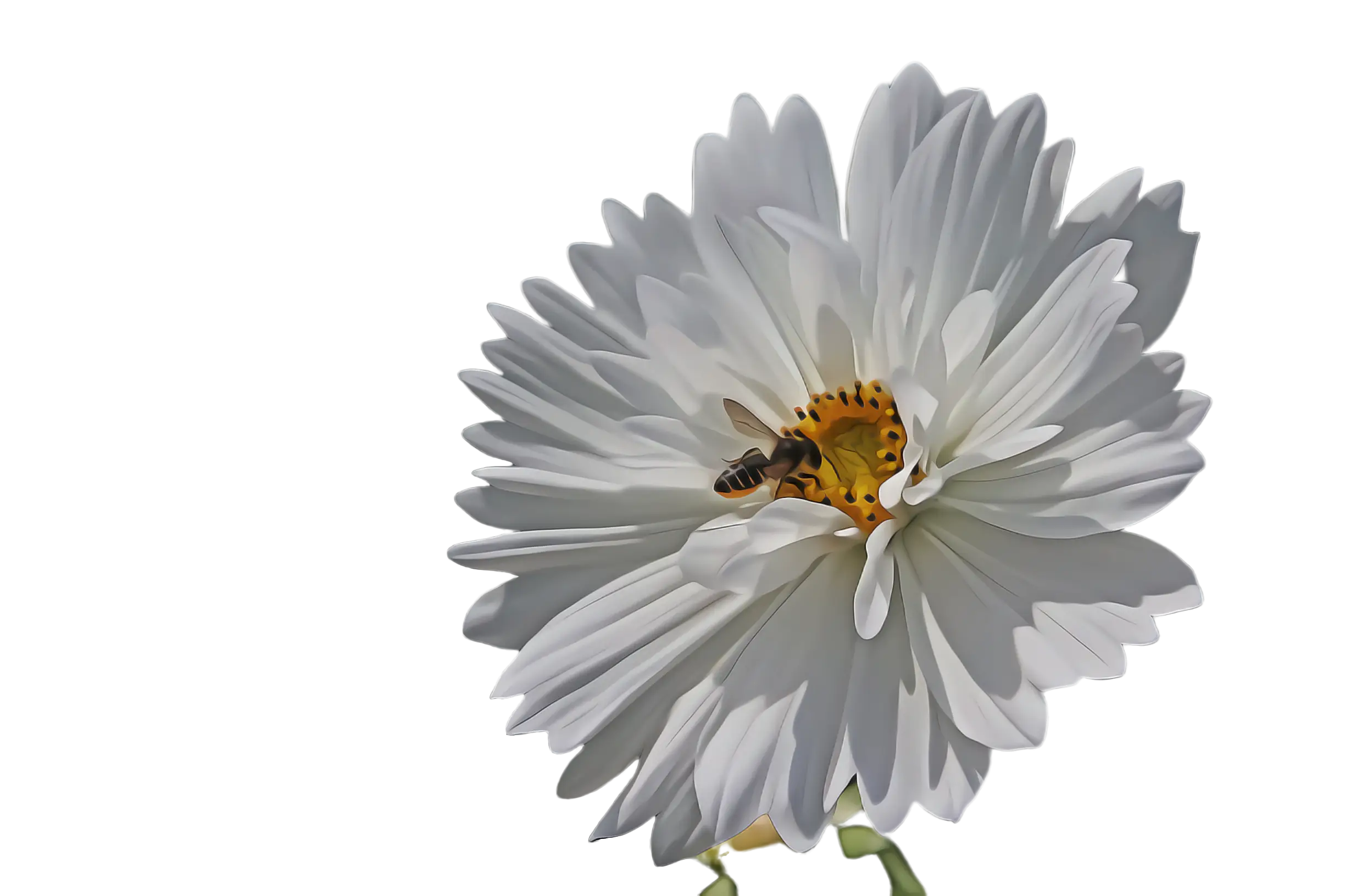 White Flower with a Bee in Natural Setting