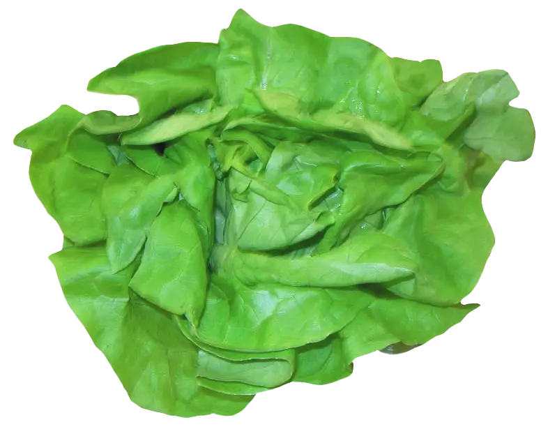 Fresh Green Lettuce