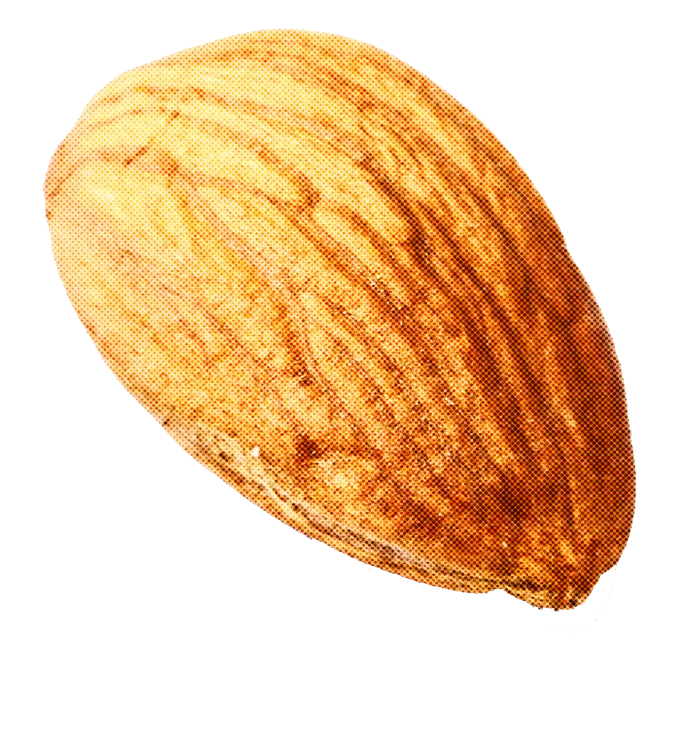 Realistic Almond Illustration