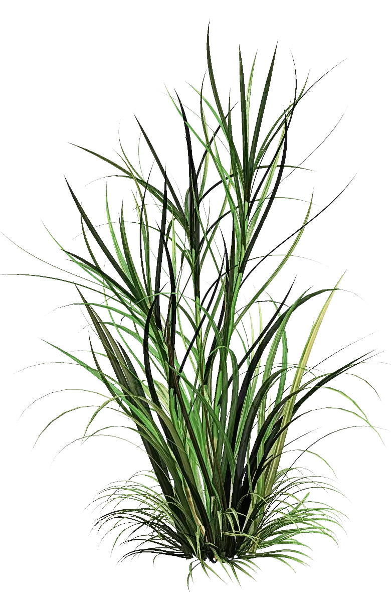 Illustration of Tall Green Grass Plants
