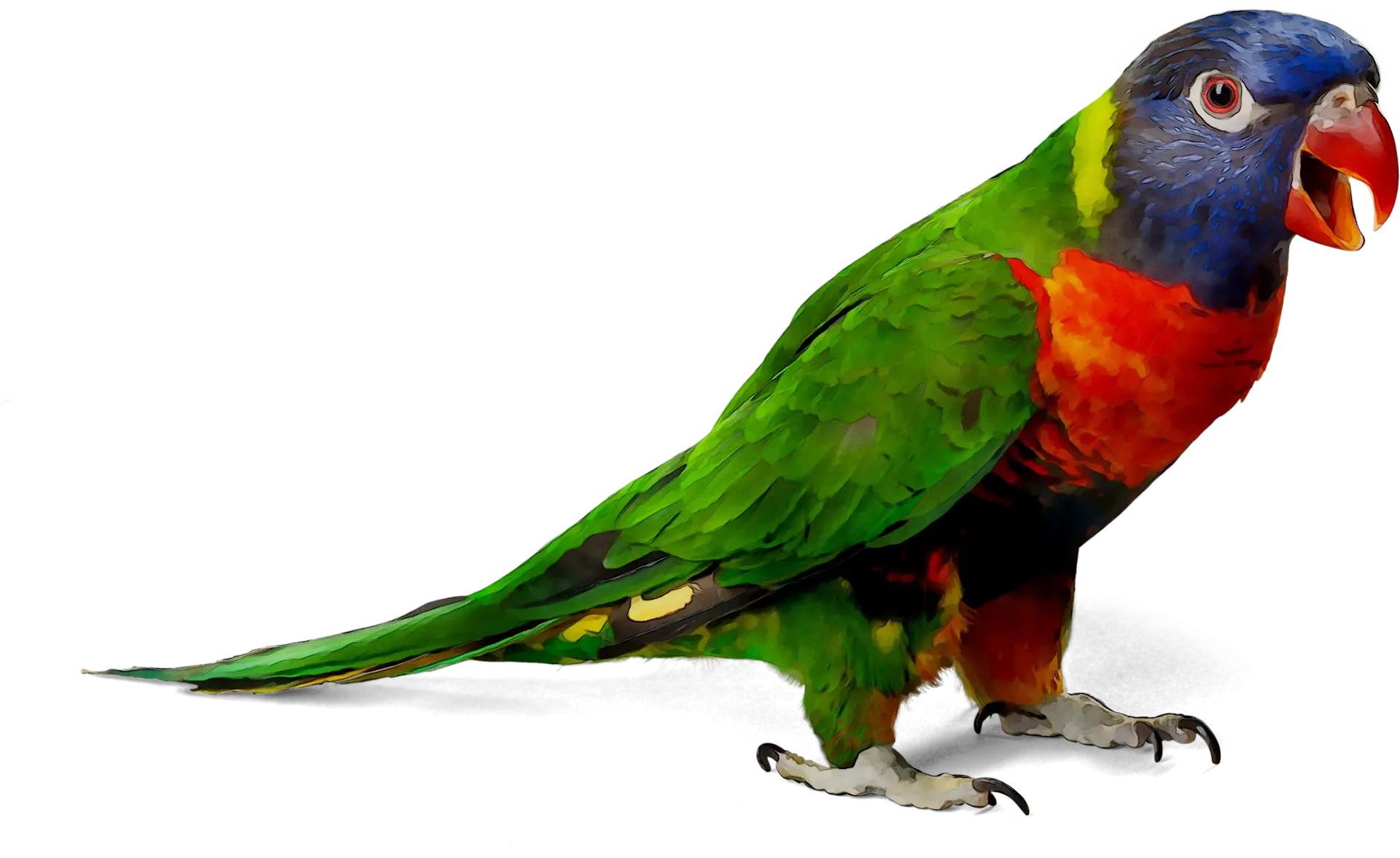 Colorful Parrot Illustration