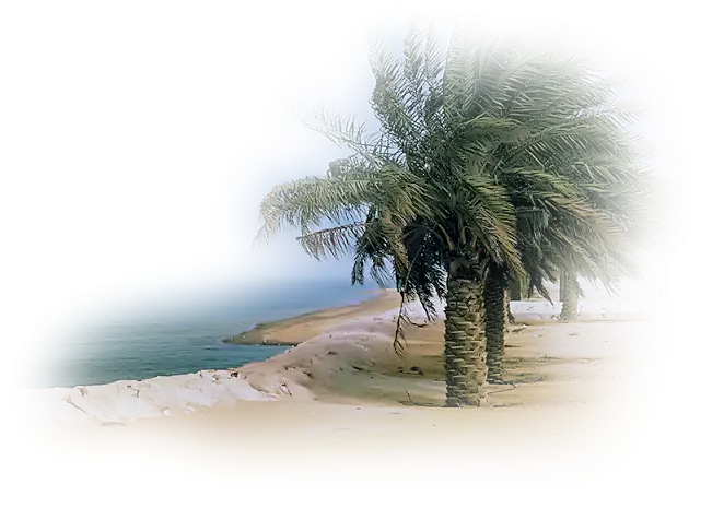 Palm Trees by the Beach