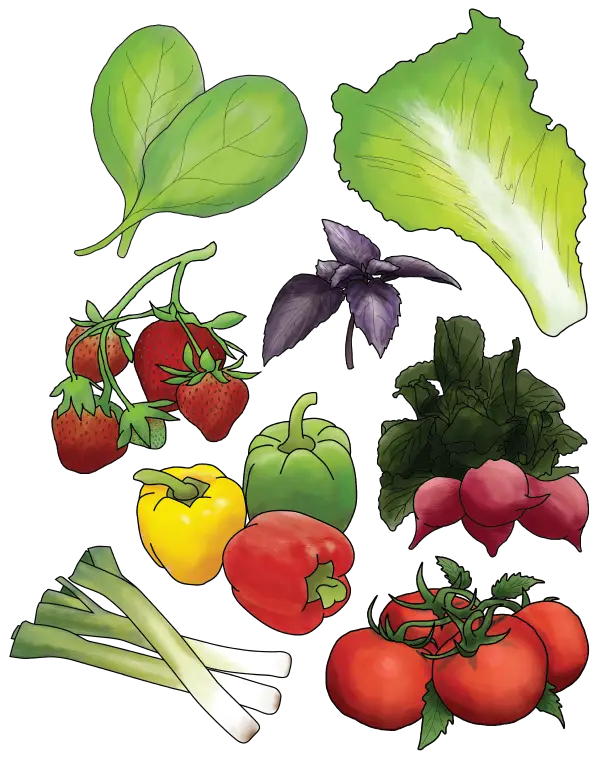 Illustration of Fresh Vegetables and Greens