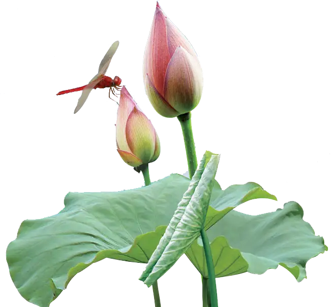 Lotus Flower with Dragonfly
