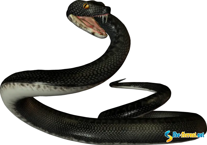 Black Snake Illustration