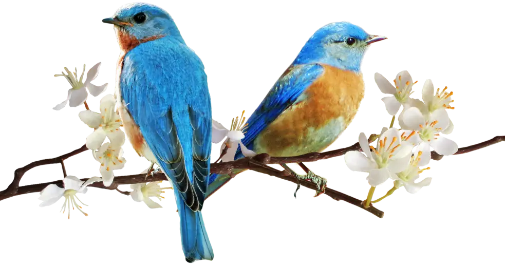 Blue Birds on Flowering Branch