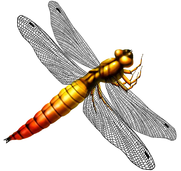 Vivid Dragonfly Illustration in Bright Colors