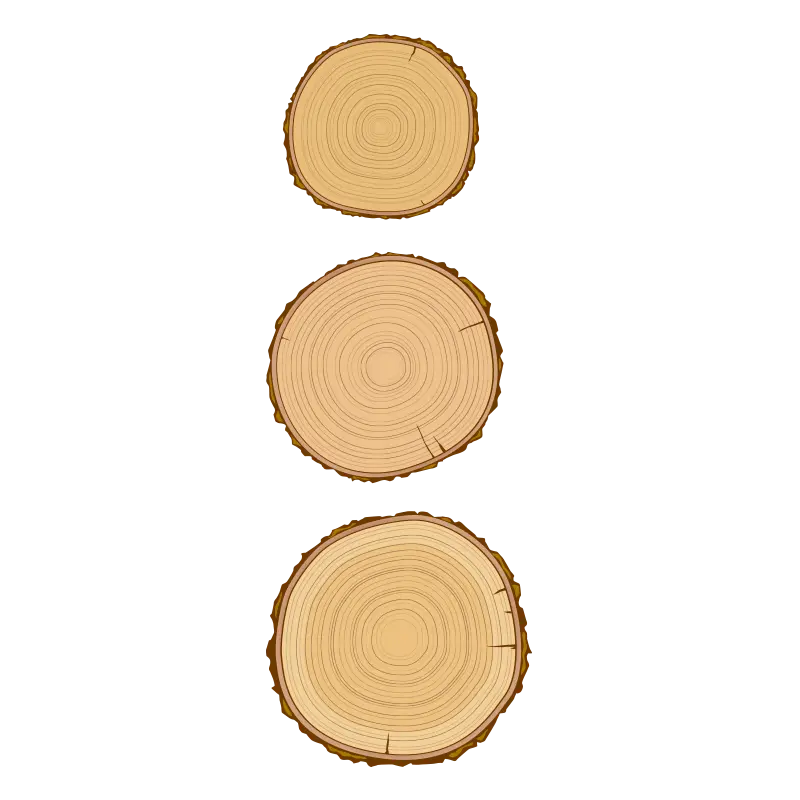 Tree Rings Cross-section