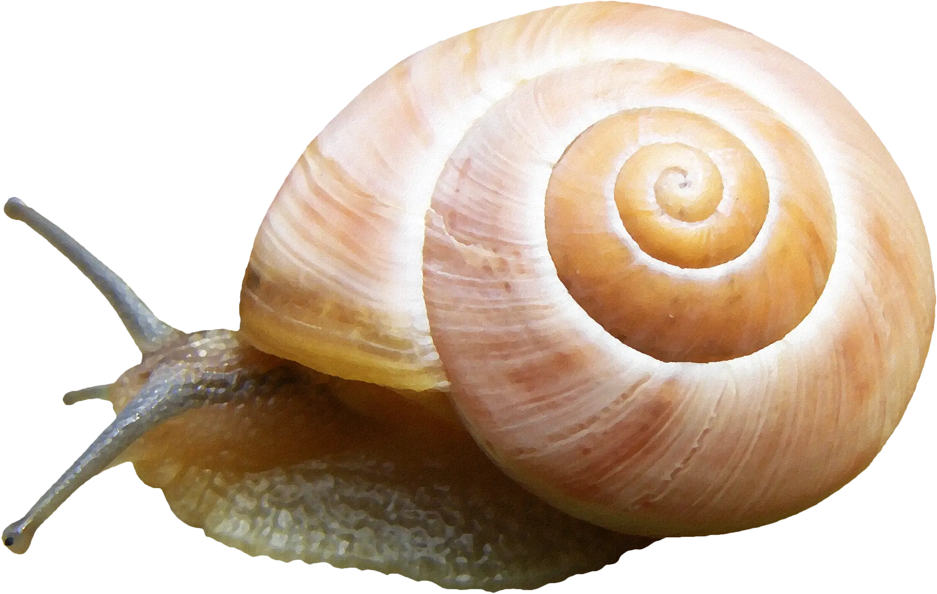 Snail with Spiral Shell on Transparent Background