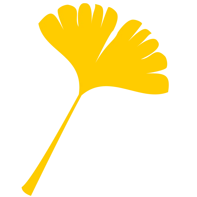 Yellow Ginkgo Leaf Illustration
