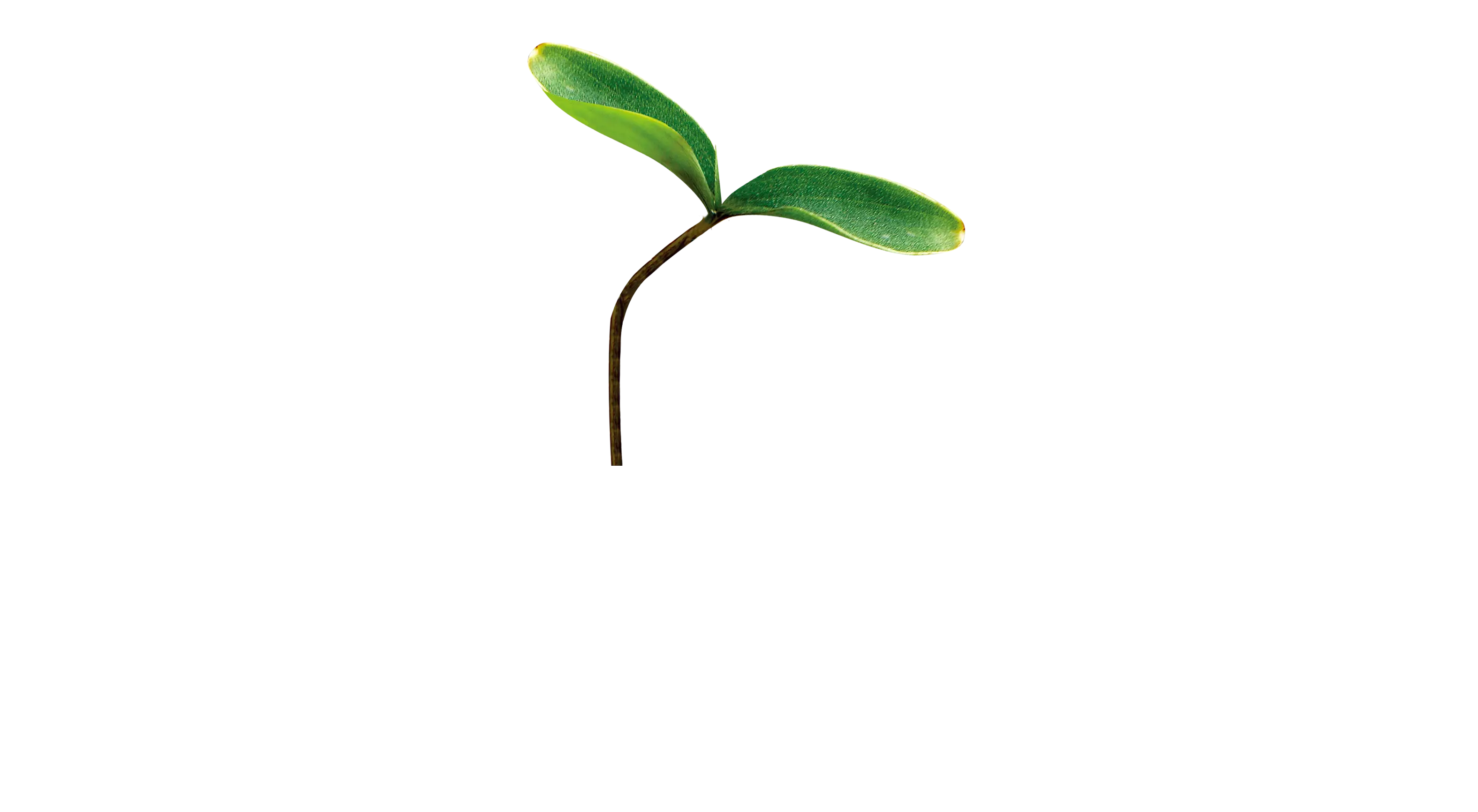 Green Seedling Sprout Illustration