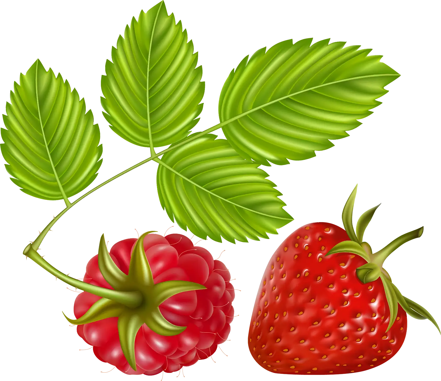 Strawberry and Raspberry with Green Leaves