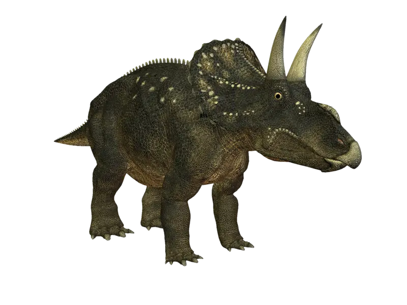 Realistic Triceratops Dinosaur Illustration