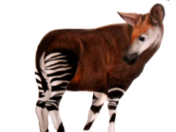 Unique Okapi with Stripes