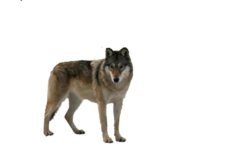 Gray Wolf in Natural Stance
