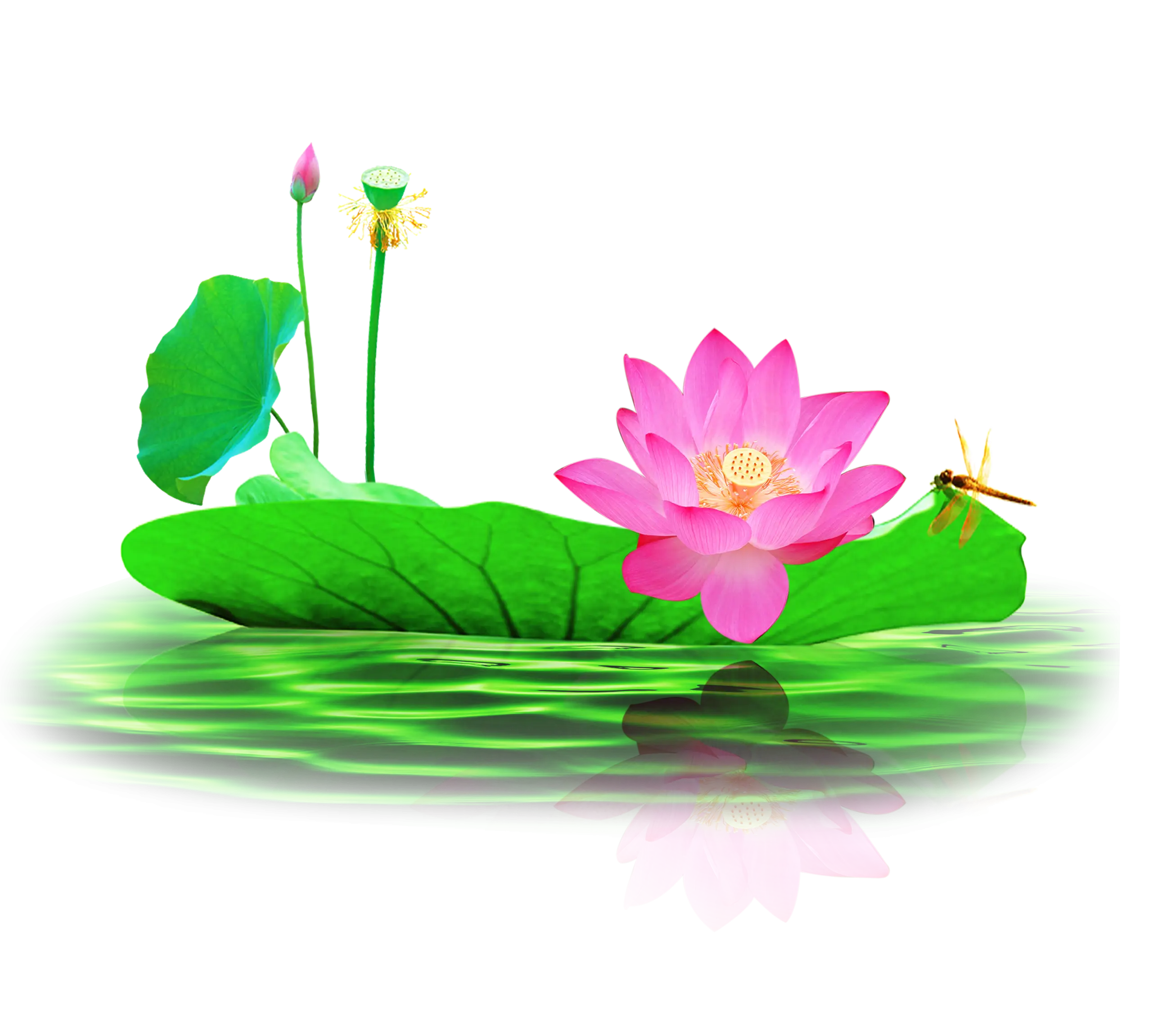 Pink Lotus on Water