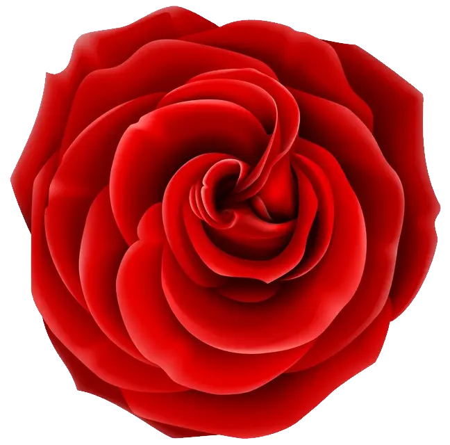 Beautiful Red Rose with Lush Petals