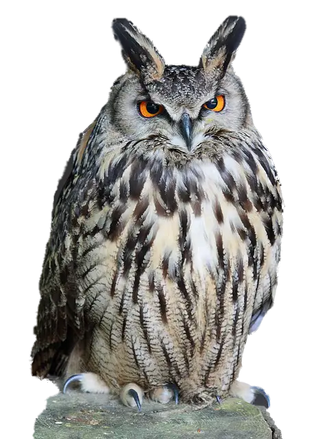Brown Owl with Striking Orange Eyes