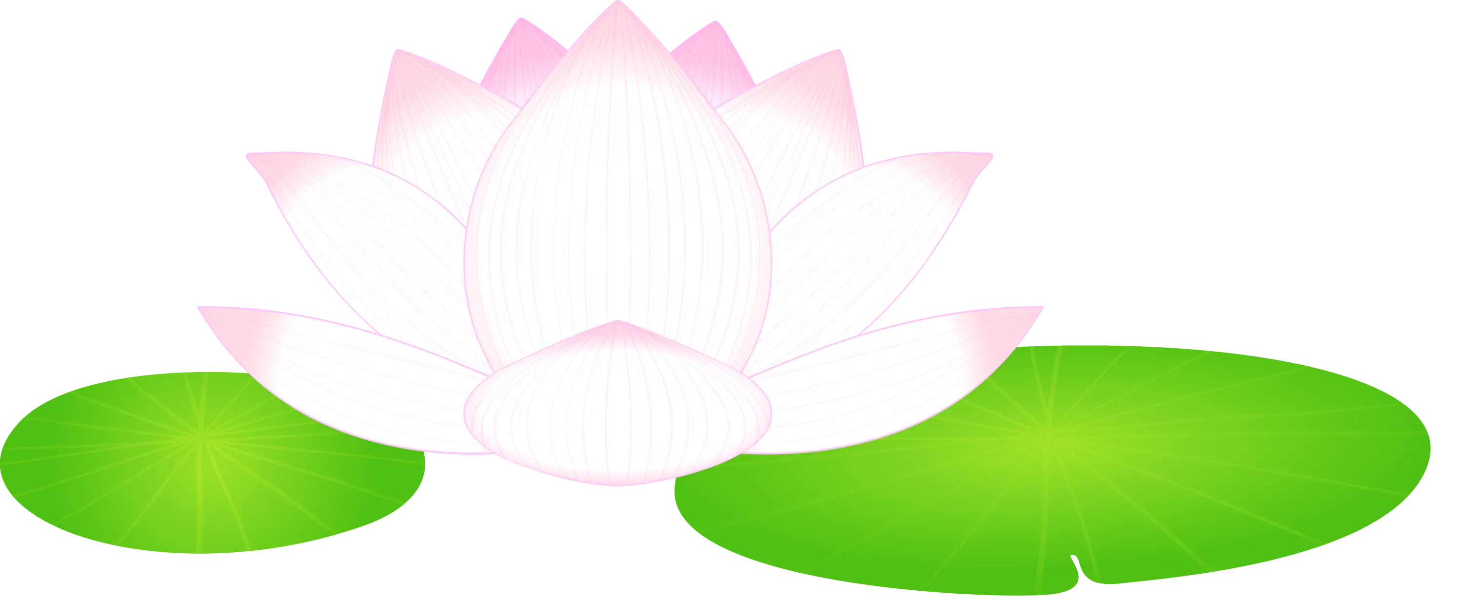White Lotus Flower with Green Leaves on Water