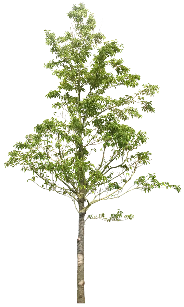 Tall Green Tree with Foliage