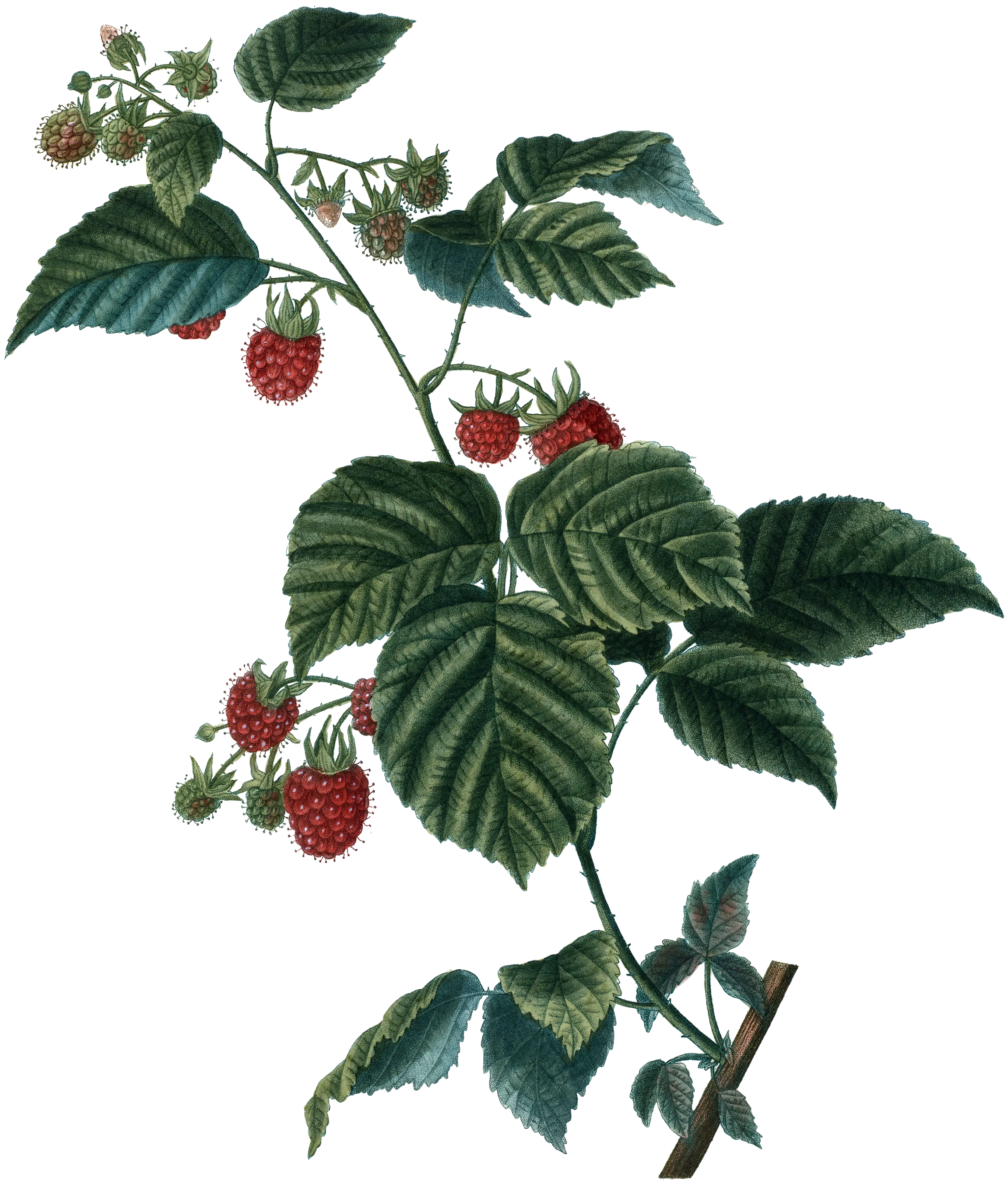 Raspberry Plant with Green Leaves and Red Berries