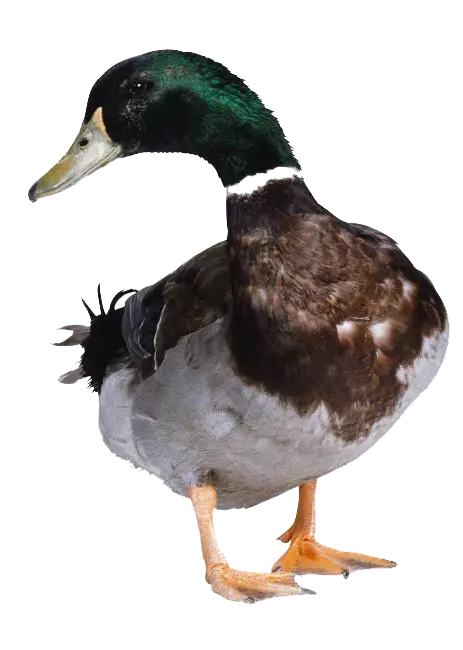 Realistic Image of a Duck