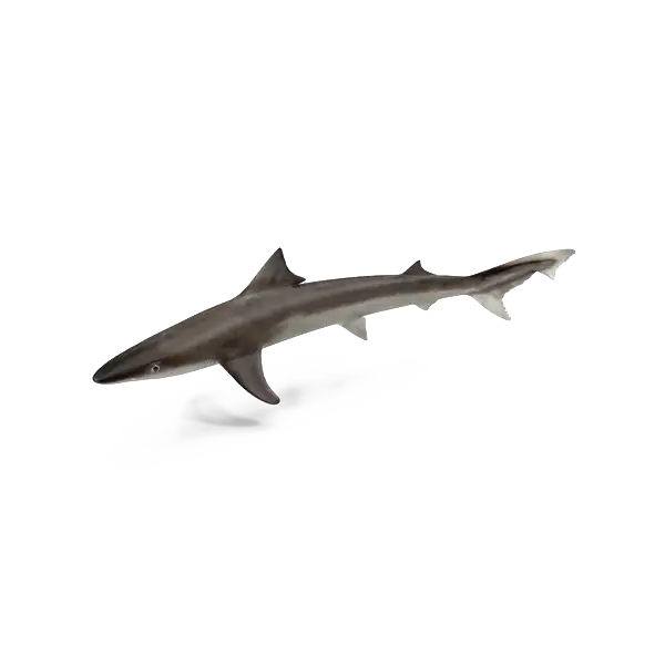 Shark Swimming