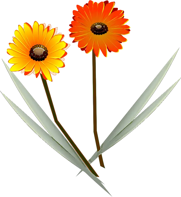 Orange Daisy Flowers with Green Leaves